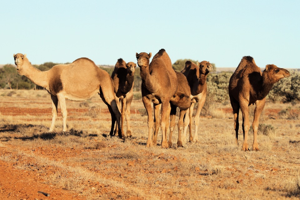 Dromedary (Camelus dromedarius)